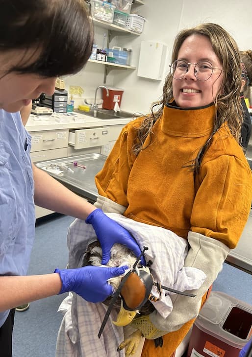 Clinic Intern Rachel is restraining a bald eagle while our clinic Director, Dr. Lewis preforms a physical exam on it. Rachel is wearing a leather gown and large leather gloves to safely restrain the eagle. The eagles is partially covered with a sheet and is hooded with a falconry hood to help keep it calm during the exam.