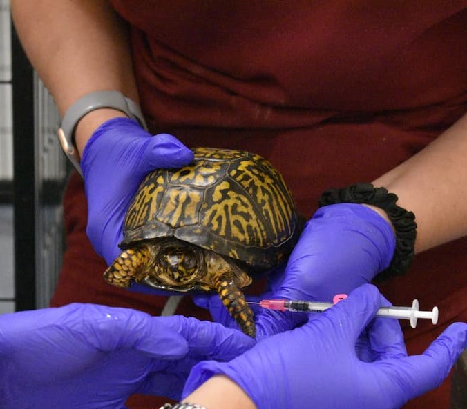 Image of an Eastern Box turtle being held in someone's hands, while another person injects it, in it's front left leg.