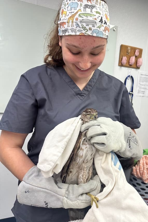 Clinic Intern, Roxanne, holding a Cooper's Hawk for an exam. Roxanne has large leather gloves on and a towel is wrapped around the back and sides of the cooper's hawk, with the head, belly, and left leg being visible on the bird.
