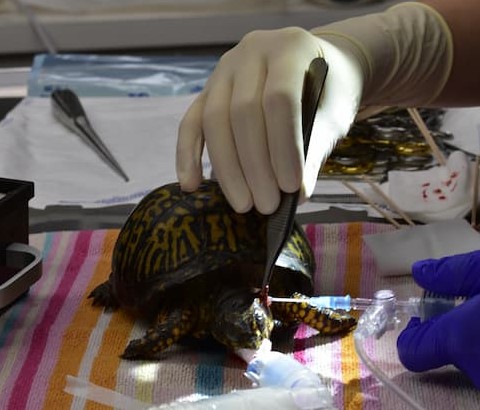 An Eastern Box turtle is sedated and laying on it's belly with legs and head visible. A veterinary professional is using their right hand to use tweezers to hold the incision open on the left side of the turtles head and then using their left hand to flush the incision area with fluids to flush out the abscess.