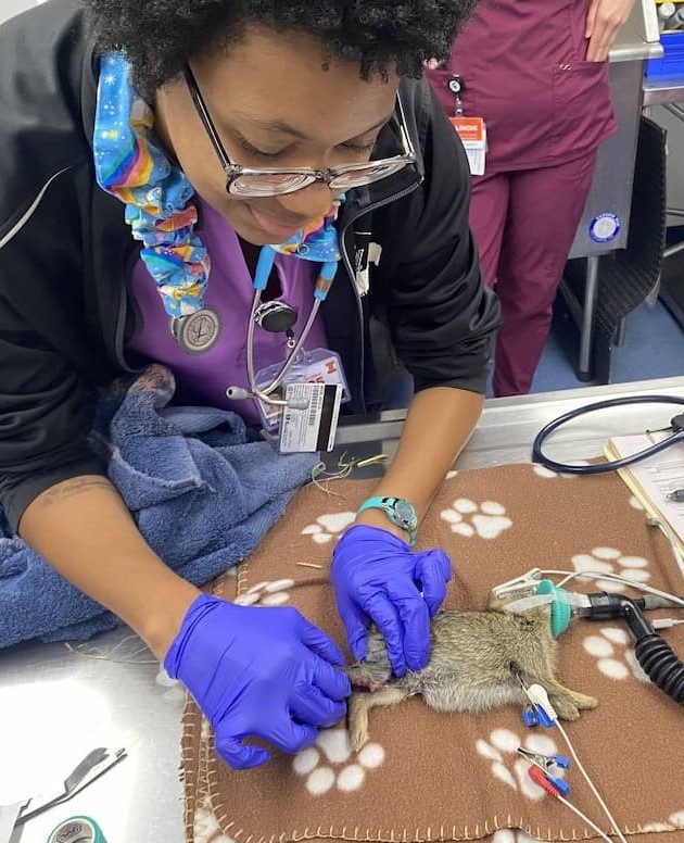 A fourth year vet student is gently moving the right rear leg of a juvenile eastern cottontail rabbit to preform physical therapy on it's leg.