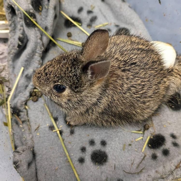 Juvenile Eastern cottontail rabbit sits alert of a blue fleece blanket with black paw prints on it. There are small pieces of hay visible around the rabbit.