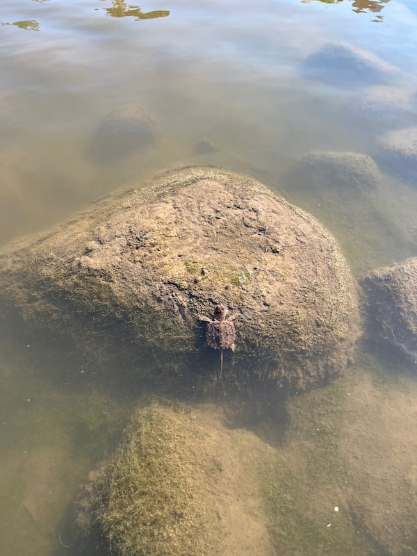 A baby snapping turtle is holding onto a rock outside after release