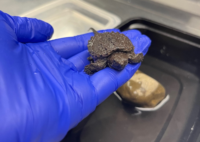 A baby snapping turtle is being handled gently in a gloved hand