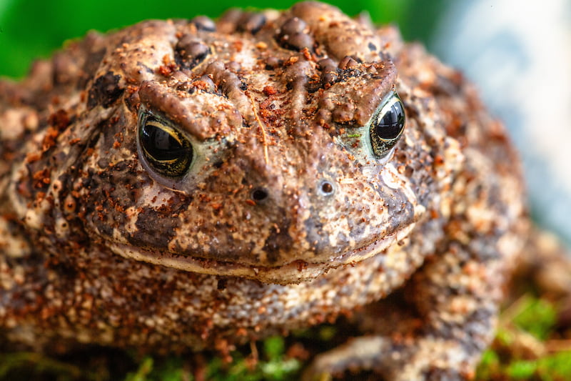 A close-up of Basil the toad