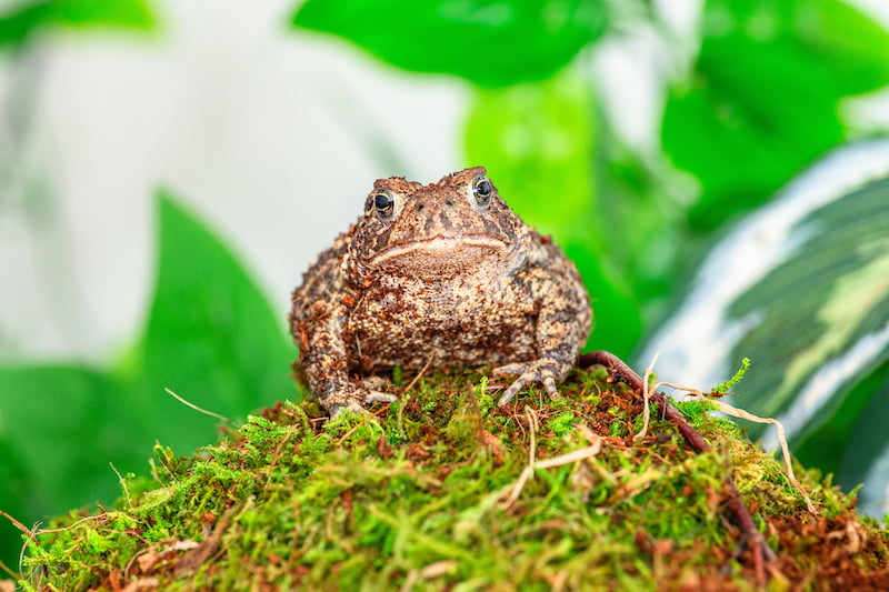 A head-on shot of Basil the toad sitting on a clump of moss