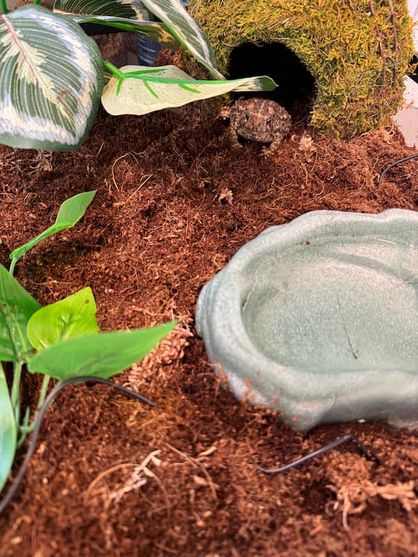 Basil the toad in his enclosure as he sits outside of a little hut