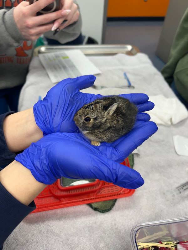 A baby bunny is being held in gloved hands by a volunteer