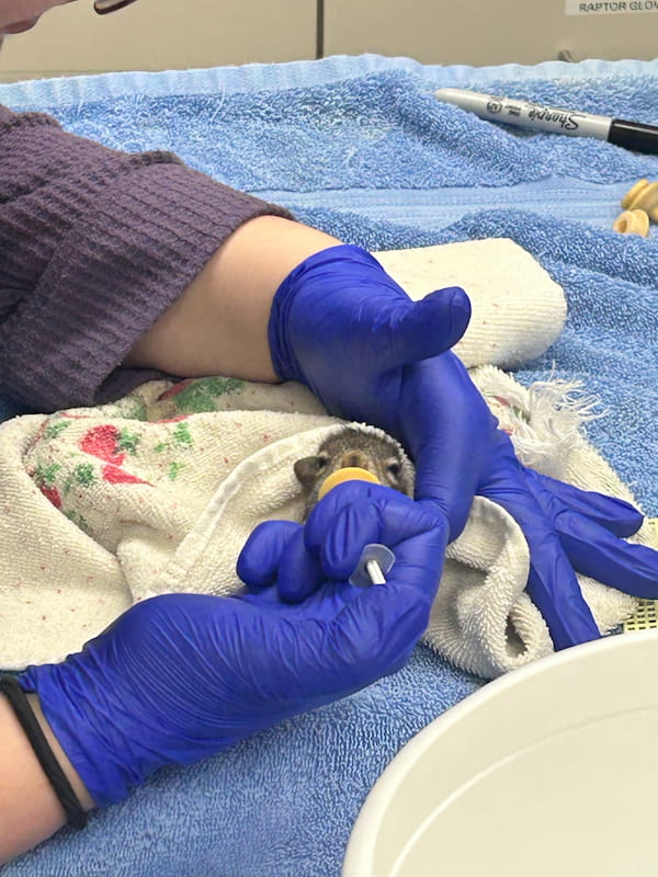 A baby squirrel is being hand fed through a syringe while it is covered in a towel to keep warm