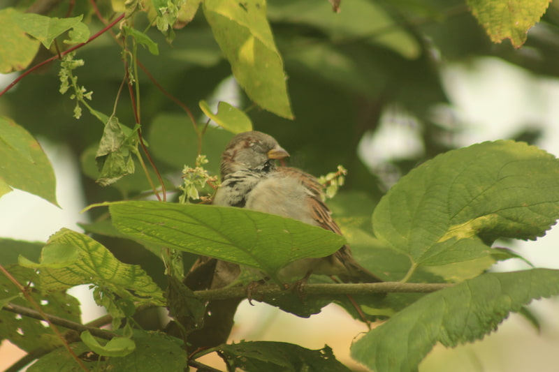 House sparrow perched in the middle of a tree with it's eyes closed.