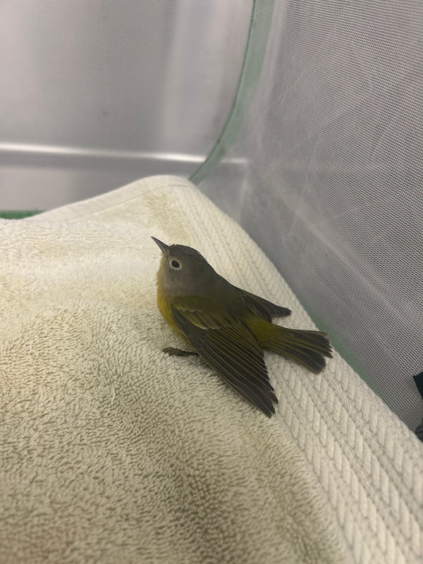 Injured warbler in a soft sided enclosure resting on a towel.