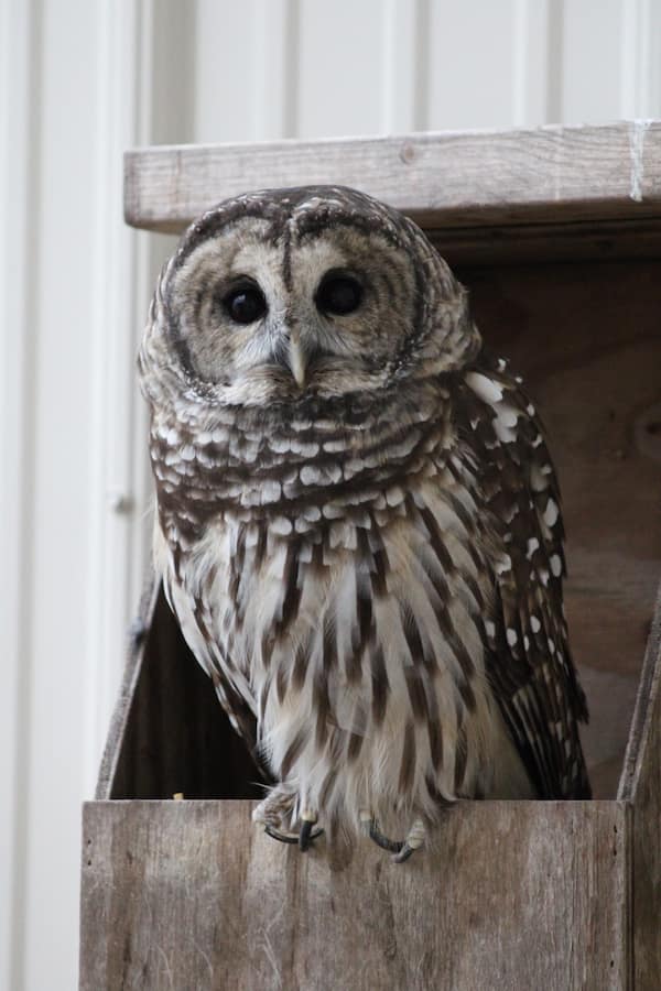 Former WMC animal ambassador, Vara, resting on her nest box outside.