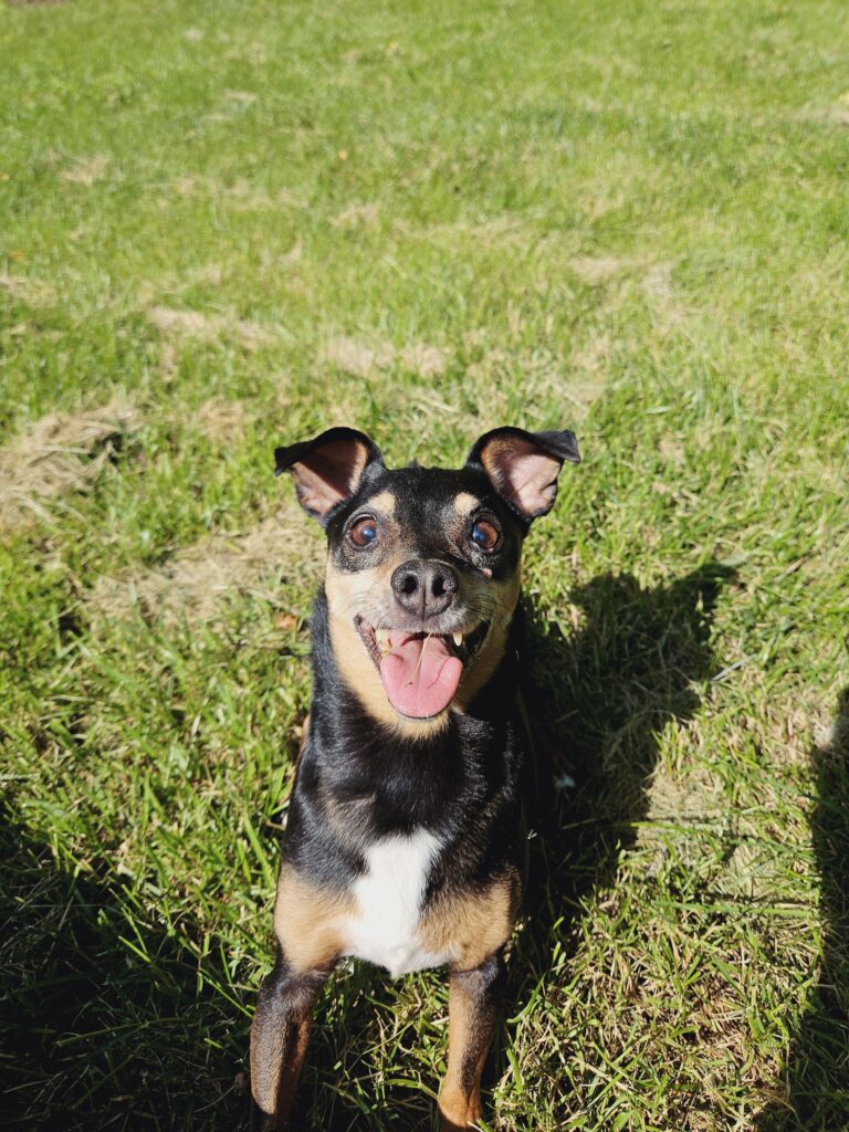 Rachel Dorney's dog, Loki.