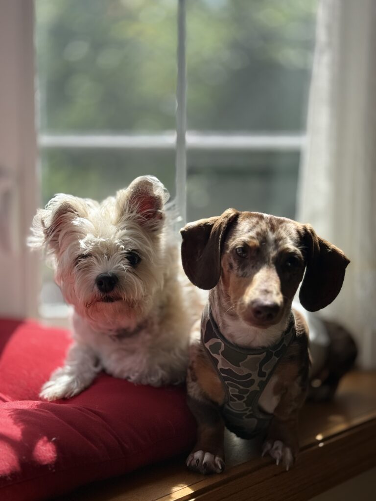 Ero Capistrano's two dogs