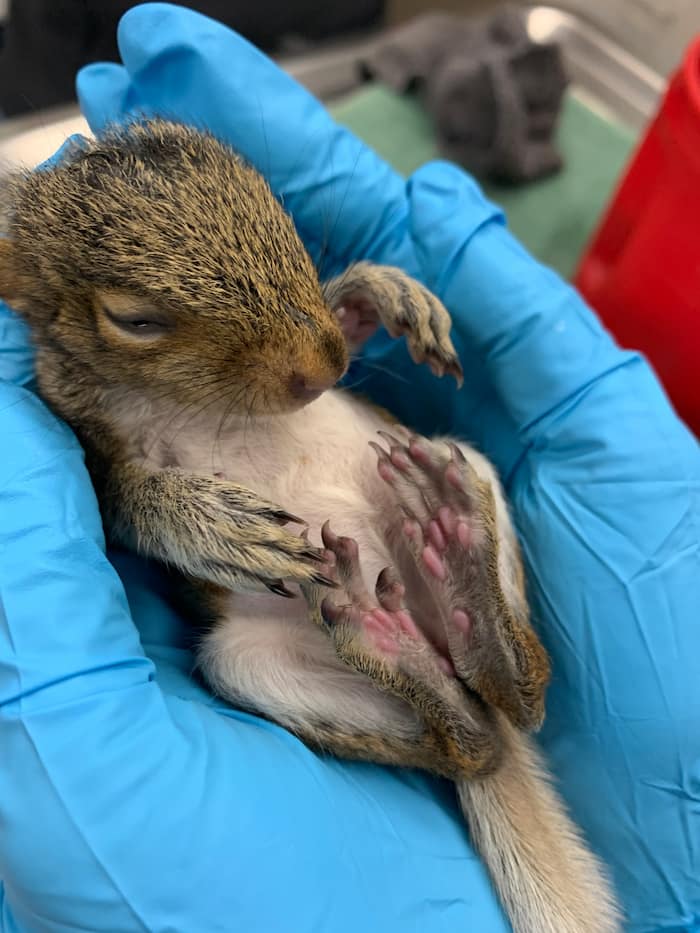 Young squirrel in gloved hands for exam.