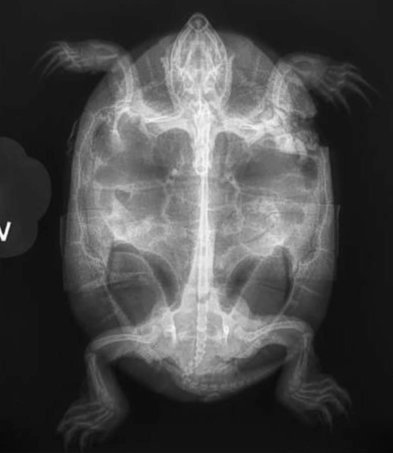 Painted Turtle x-ray