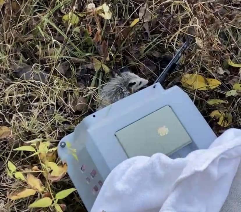 Virginia Opossum being released back into the wild.