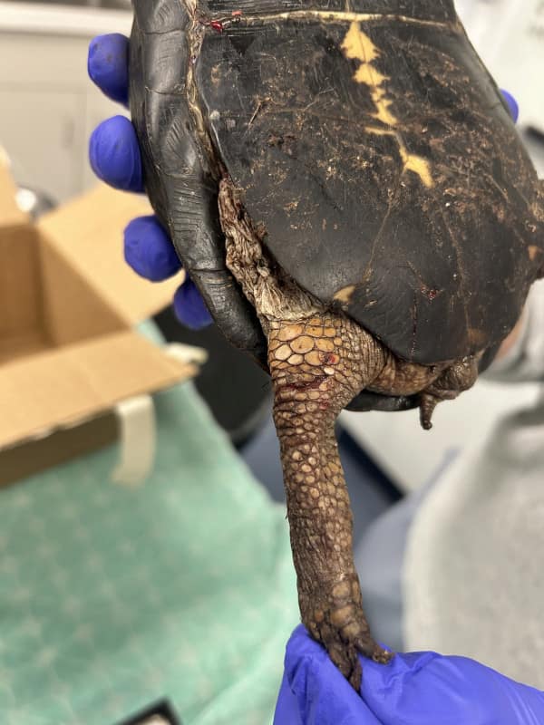 Box turtle with laceration under right rear leg.