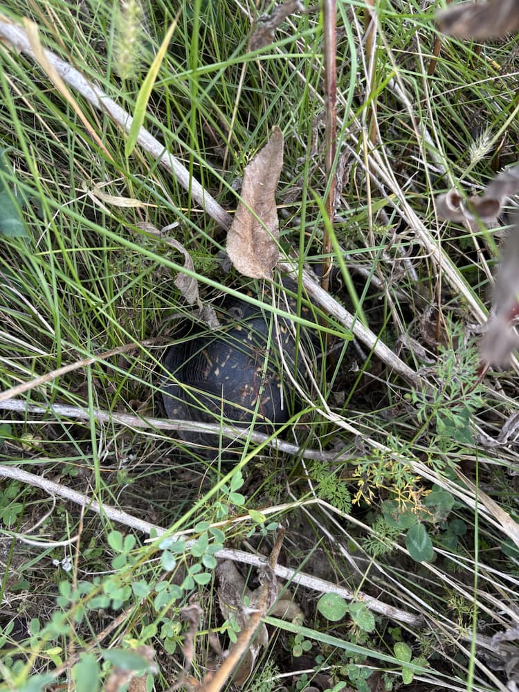 Box Turtle in tall grass being released back into the wild.