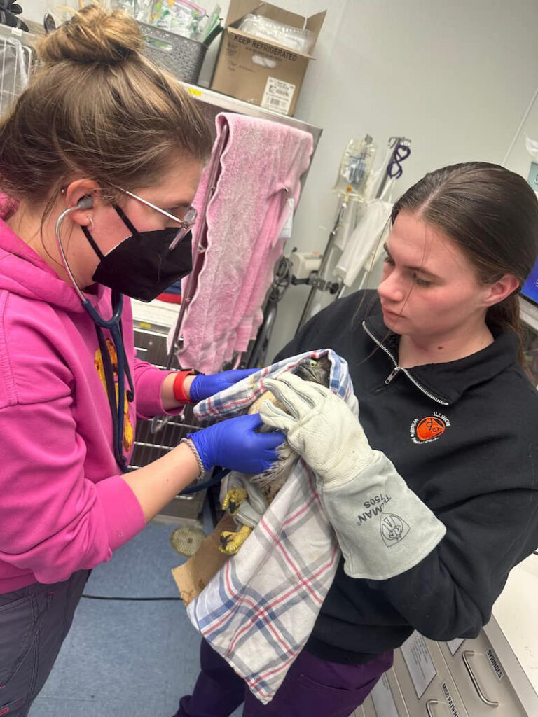 Junior manager Alexa holding a Red-tailed hawk while veterinary student volunteer, Caroline examines it.