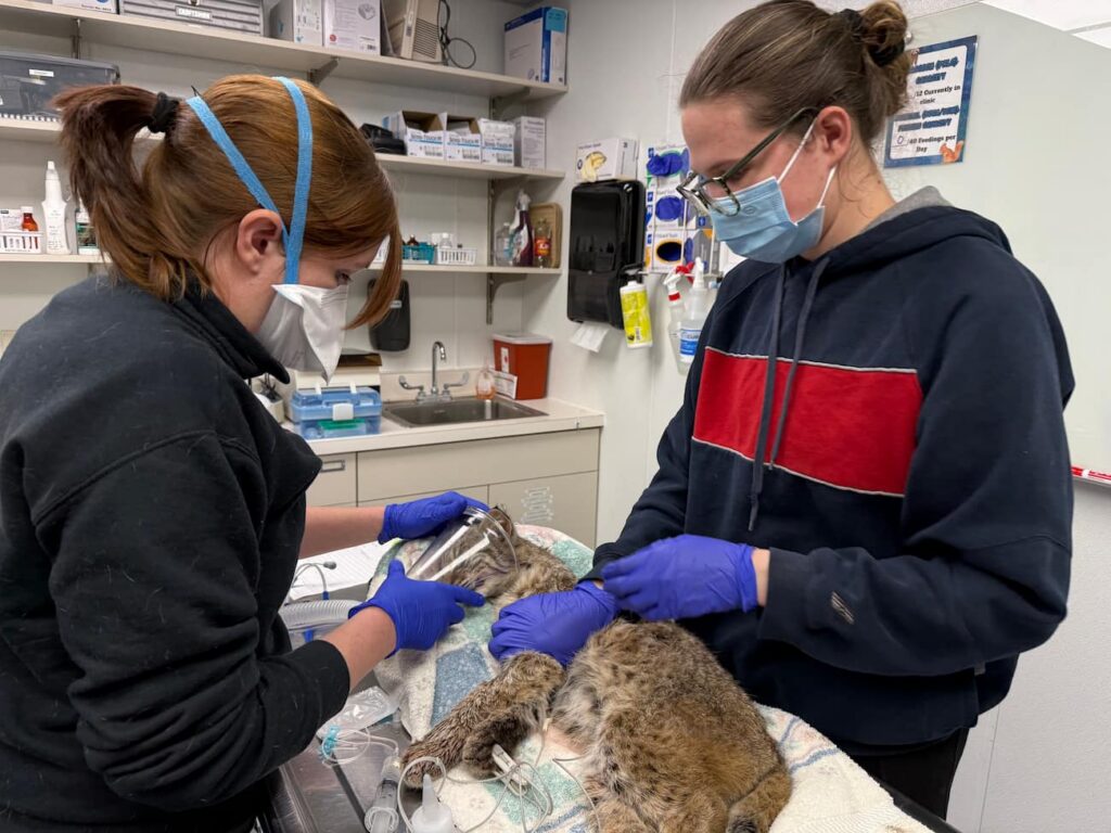 Triage exam on a bobcat. Two staff holding an oxygen mask over a sedated bobcats face.