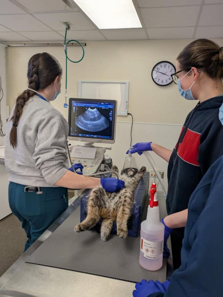 Ultrasound of Bobcat.
