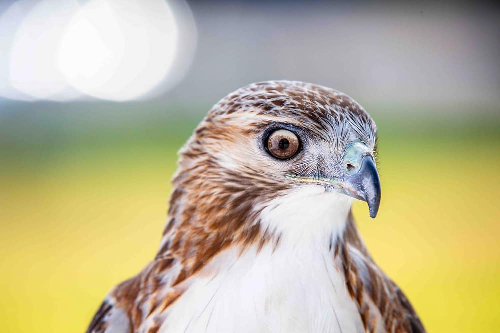 Red tailed hawk close up of head