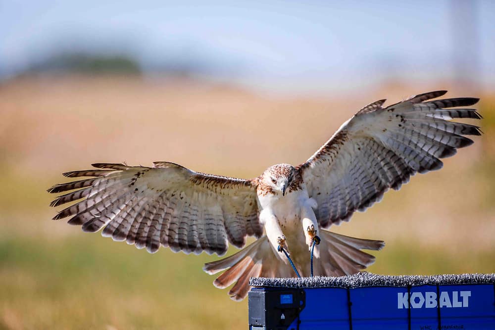 Ambassador Red-tailed hawk, Loki, flying and landing on a sawhorse perch.