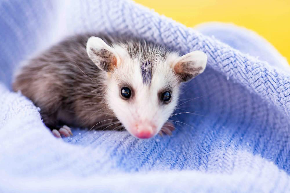 Virginia Opossum ambassador, Pesto, as a young joey tucked in a blanket.
