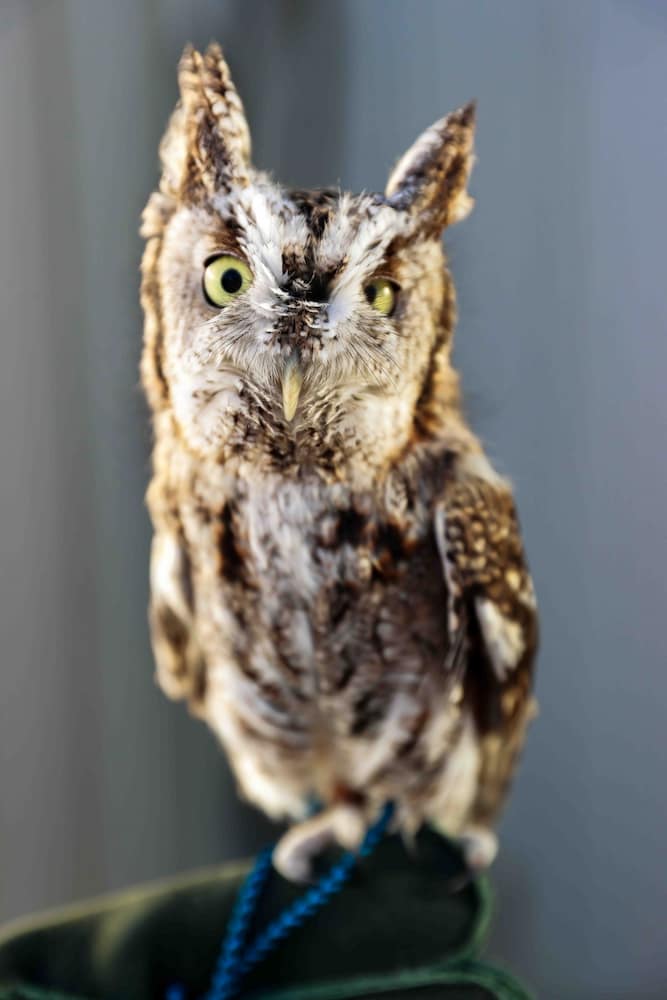 Ambassador Eastern Screech Owl, Whittington, on the glove looking forward with plumicorns up.