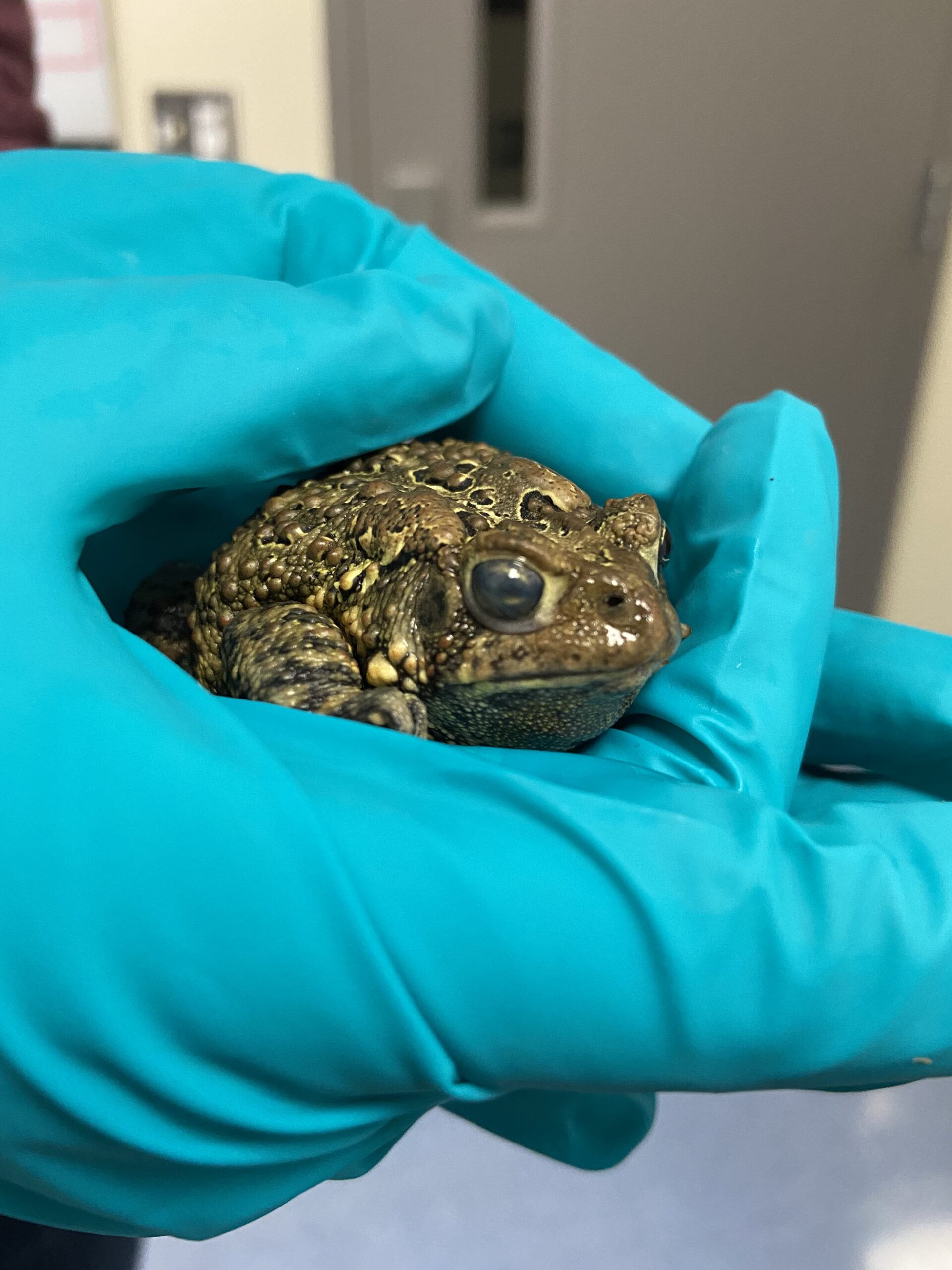 Toad-ally Three-and-a-half-legged
