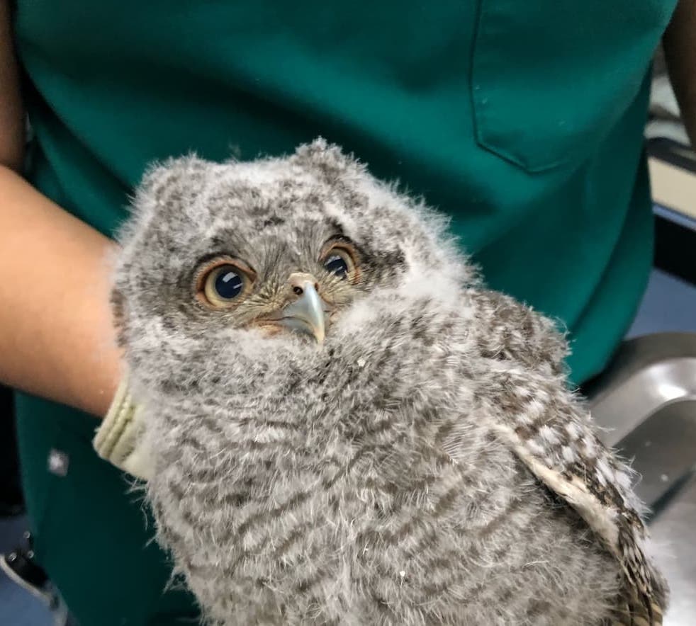 Mother’s Day at the Wildlife Medical Clinic 