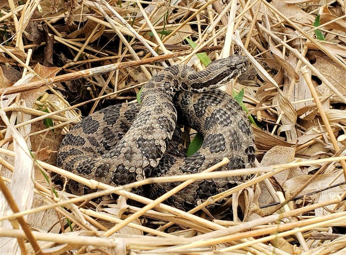 Snakes of Illinois