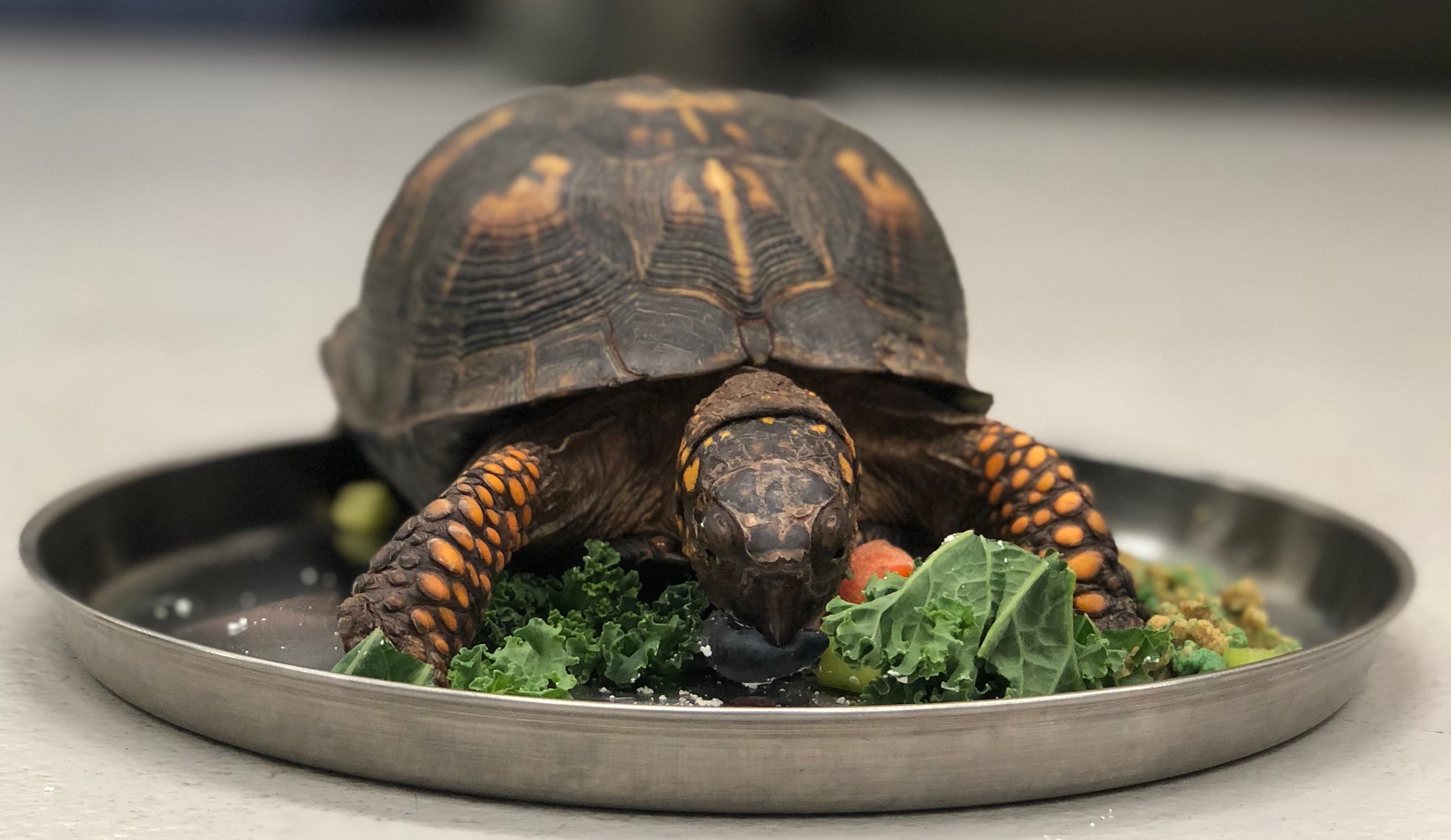 Ambassador Sized Appetites