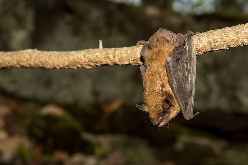 Just Hanging Around: Bats of Illinois