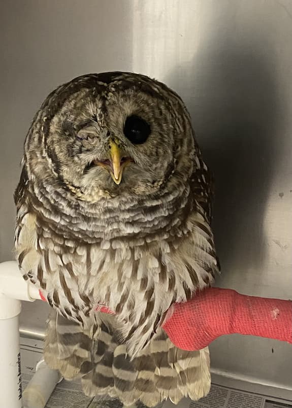 The “Eye-deal” Owl