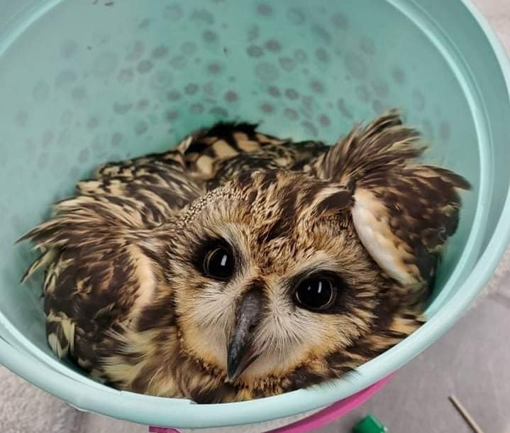 ‘Tis the Season for Wildlife Support