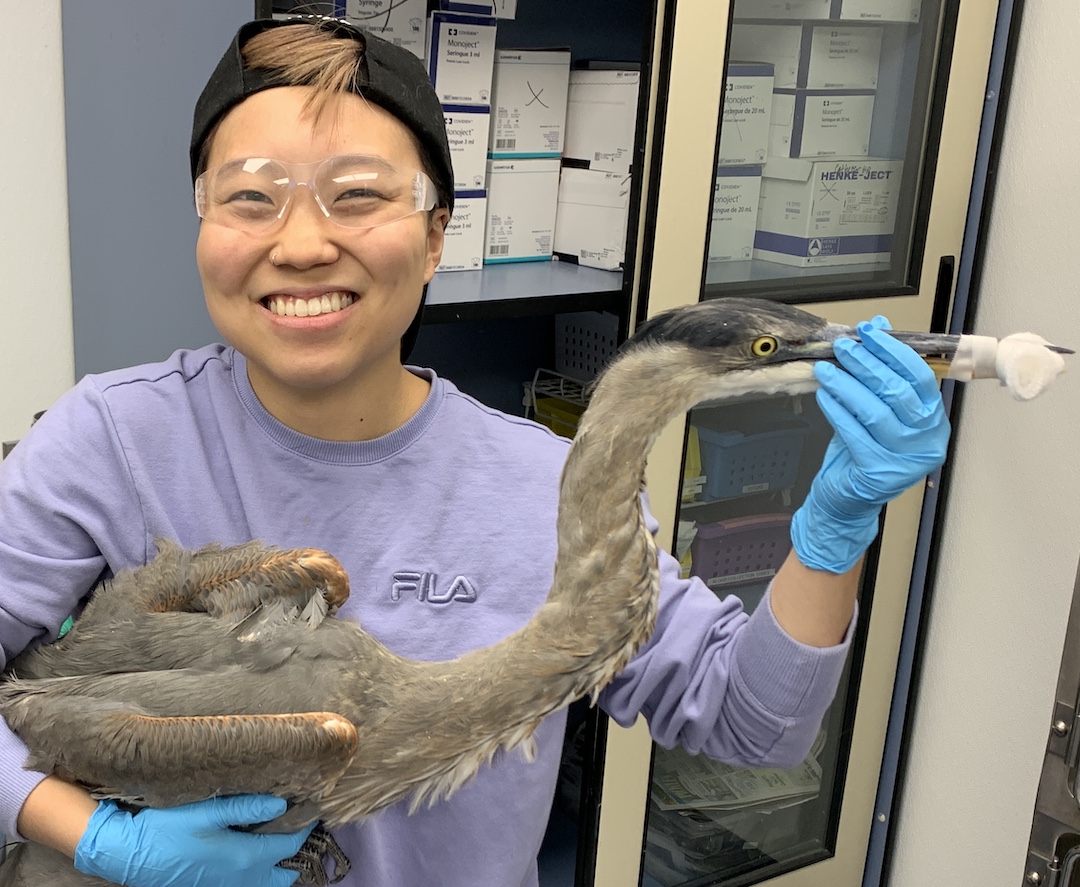 Ringing in the New Year at the Wildlife Medical Clinic