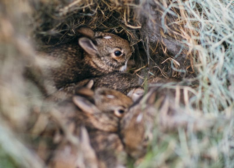 How to Love Your Wildlife Neighbors