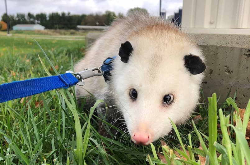 Patty the Opossum Coloring Page