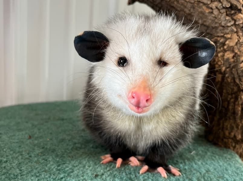 Introducing Petunia!