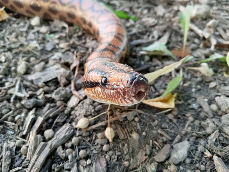Introducing Caduceus!