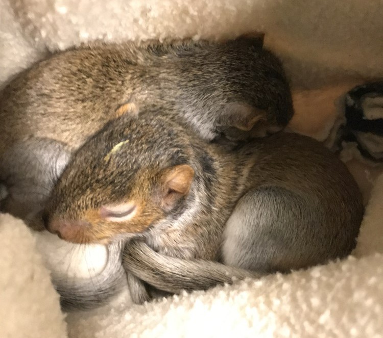 Yard Safe Tips for Wildlife
