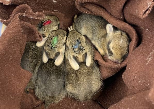 Hoppy Spring!