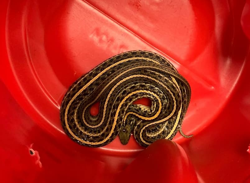 Snakes!
