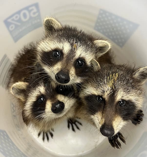 Buckets of Babies!