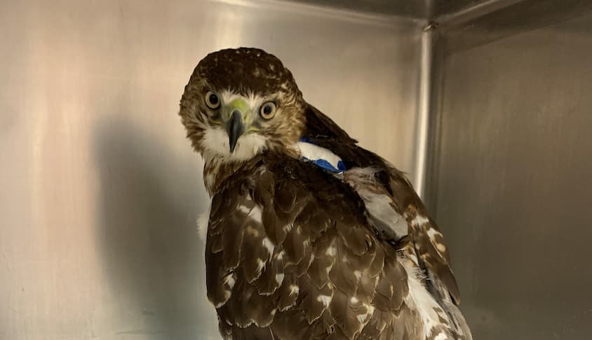 Case Report: Red-tailed Hawk