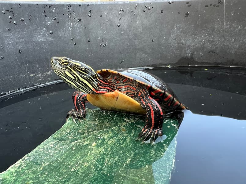 Emerging Turtle Disease, Emydomyces Testavorans 