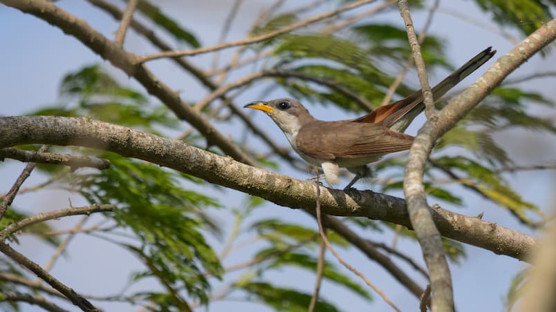 The North American Flyway 