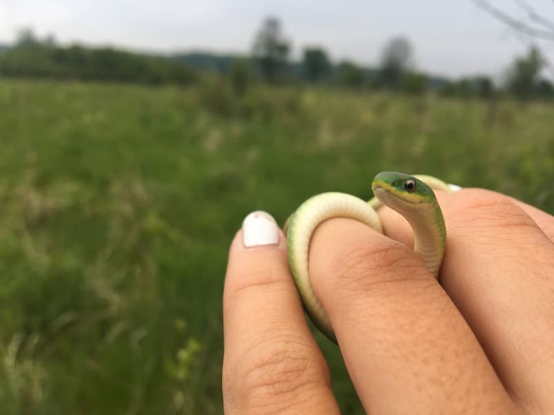 Snakes! Part 2  
